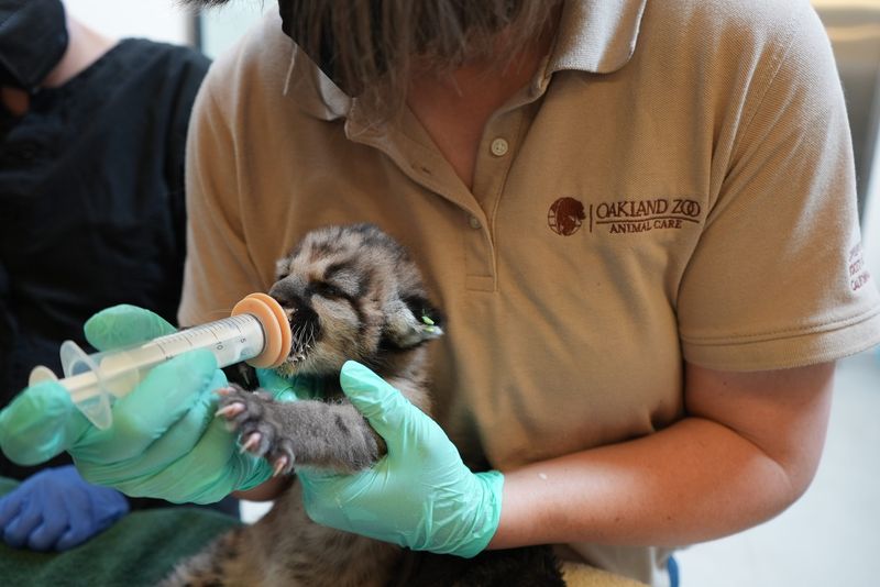 Staff at the Oakland Zoo feed a weeks-old mountain lion kitten that was rescued in the Thousand Oaks area in late March.