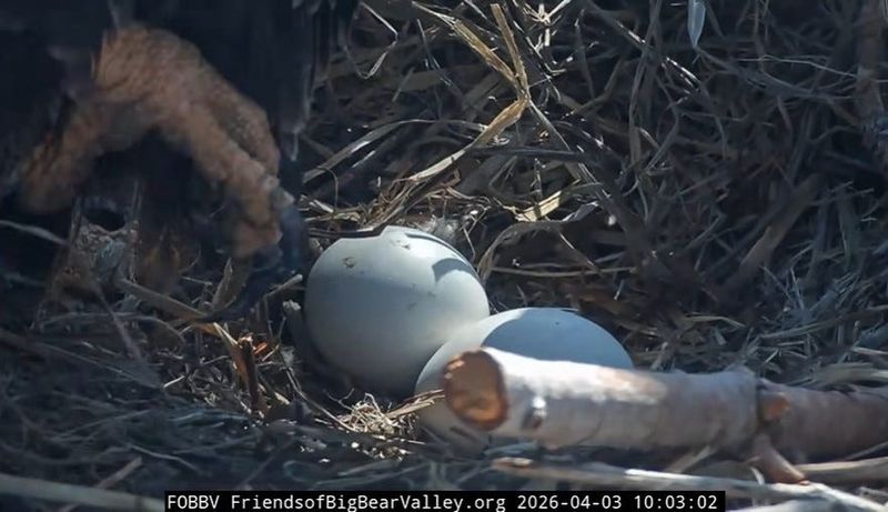 One of two eggs at the Big Bear bald eagle nest could be seen beginning to break out of its shell on Friday, April 3, 2026.