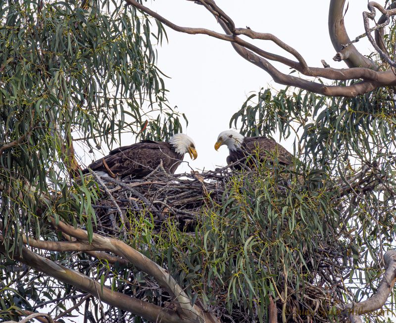 Hannah, left, and Mr. Majestic peer at their newly hatched eagle chick on April 6 at Lake Casitas Recreation Area near Ojai.