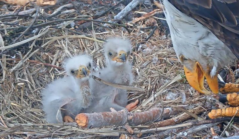 Friends of Big Bear Valley is seeking suggestions to name Jackie and Shadow's chicks, which hatched on April 4 and April 5 at the Big Bear Lake bald eagle nest.