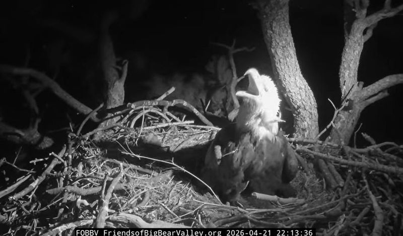 Fans of popular eagle couple Jackie and Shadow went into panic mode Tuesday night after mama eagle was seen struggling with a fishing line in her mouth.