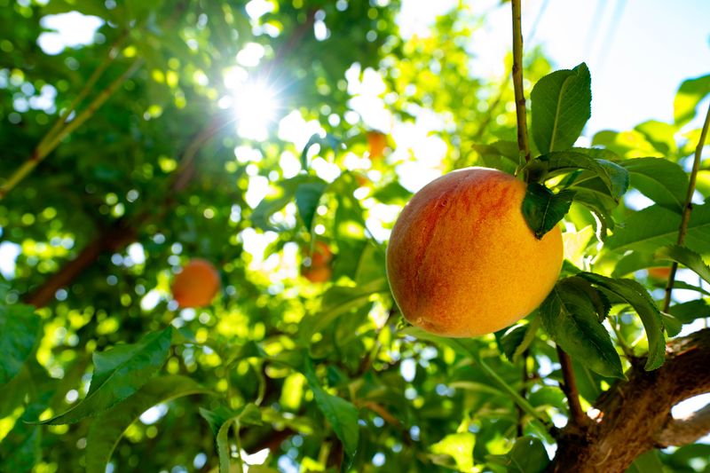 The sun shines down on the peach orchard of Amadio Ranch in Laveen on April 28, 2026.