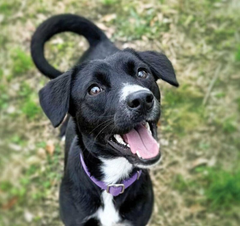 The Town of Apple Valley Animal Shelter is partnering with BISSELL Pet Foundation to host the nationwide “Empty the Shelters” adoption event.