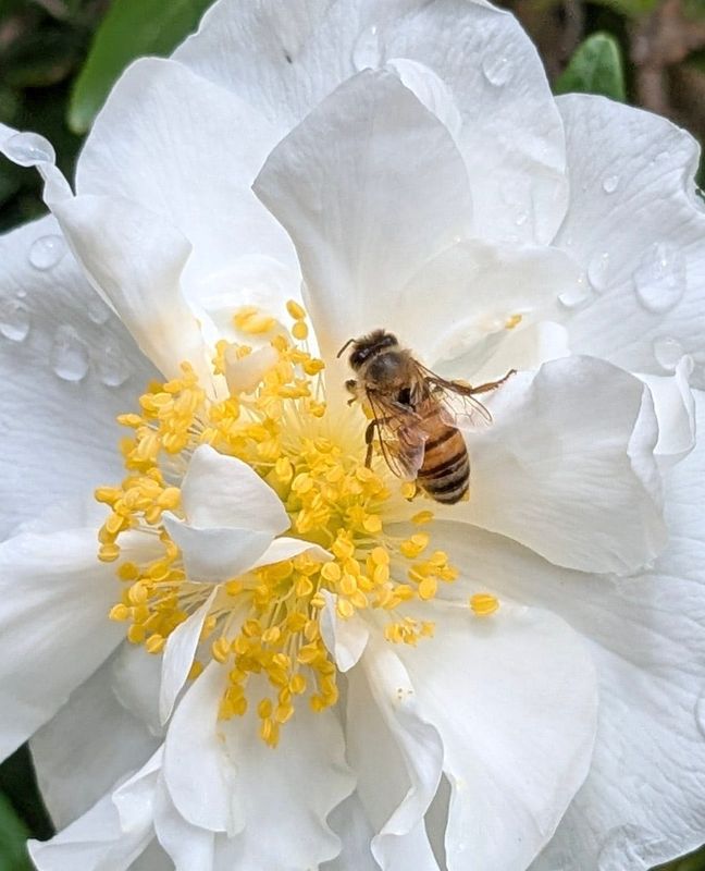 Bret Parker of Stockton used a Google Pixel 6A to photograph a bee in a blossom of a Bush-anemone at Santa Barbara Botanic Garden in Mission Canyon