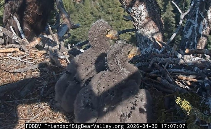 The two chicks at the Big Bear Lake bald eagle nest continue to grow rapidly on Thursday, April 30, 2026.
