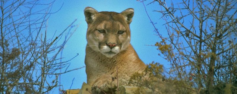 Officials said the recent death of a mountain lion attempting to cross State Route 62 in San Bernardino County adds renewed urgency to a state-funded project led by the Mojave Desert Land Trust.