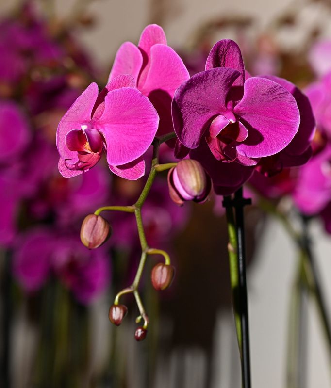 Arts Visalia Visual Arts Center’s annual orchid sale offers a variety of colors to choose from. Each plant is $25 and helps keep the visual arts alive in our community.