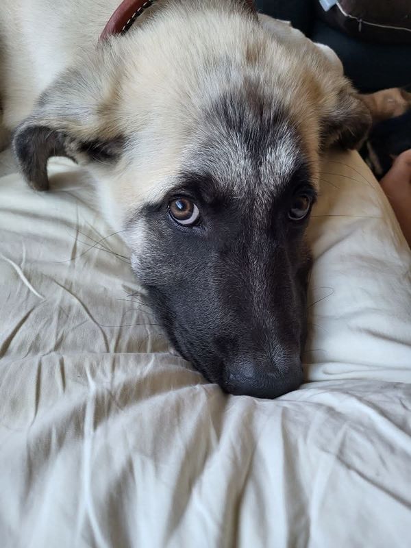 Bruce, a 3-year-old Great Pyrenees mix, in an undated photo. The dog is scheduled to be euthanized in Ventura County after he was found guilty of biting humans and denied an appeal May 6, 2026.