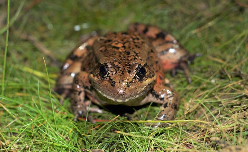 A California red-legged frog, pictured in an undated photo.