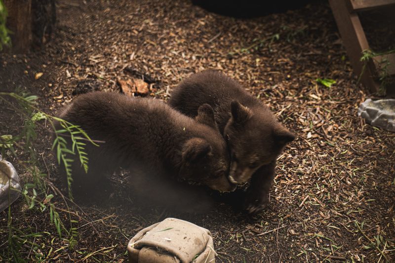 Two orphaned bear cubs from Monrovia hit a "major milestone" after being at a wildlife center for about two months.