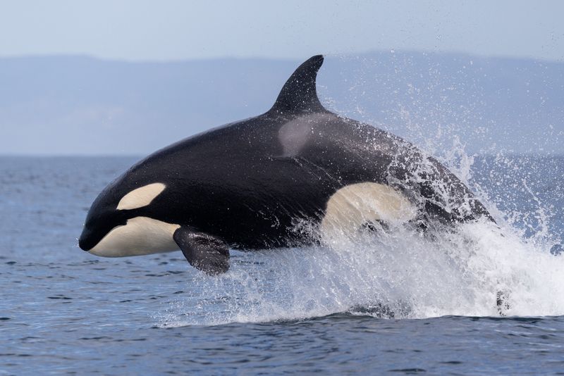 Boats with Pacific Offshore Expeditions spot orcas off the Channel Islands in spring 2026. On any given trip, they might see three to seven killer whales.