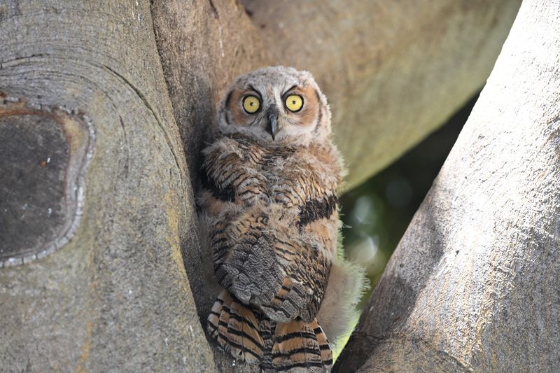 An owlet that fell from the tree in a tumble that is part of growing up takes in his surroundings at Ventura's Cemetery Park on May 25.