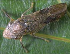 The glassy-winged sharpshooter, an invasive species identified on California Costco shipments on May 27, 2026 that spreads a bacteria that can kill grapevines and severely damage vineyards.