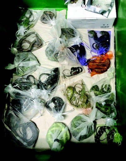 Reptiles recovered from an Oxnard man who smuggled about 1,700 reptiles into the U.S. from other countries. The man was sentenced to 65 months in federal prison on May 28, 2026.