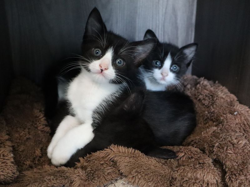 Kittens currently being fostered by Walan Chang and her husband Randy Phares on May 26, 2026, in East Garrison, Calif.