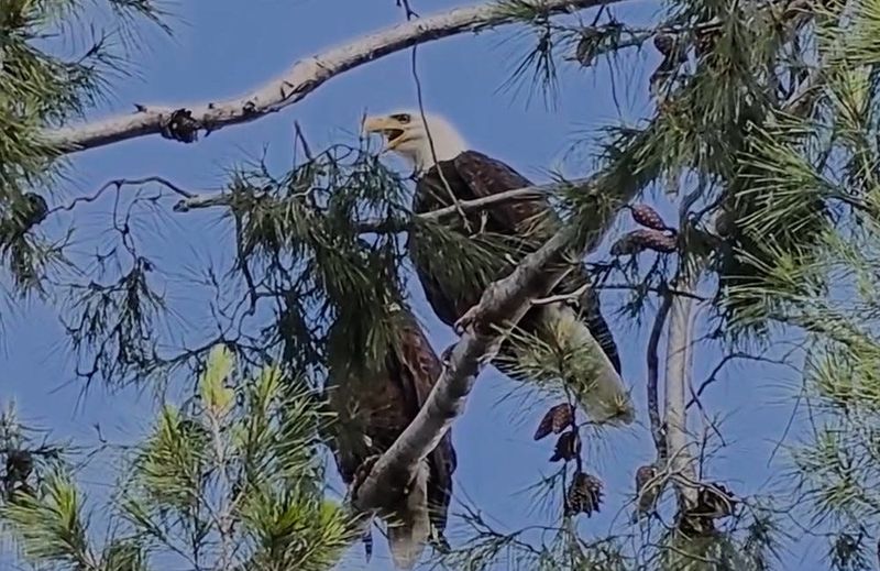 A nesting pair of bald eagles was spotted settling down at an undisclosed location in Los Angeles County, officials announced on Friday, May 29, 2026.