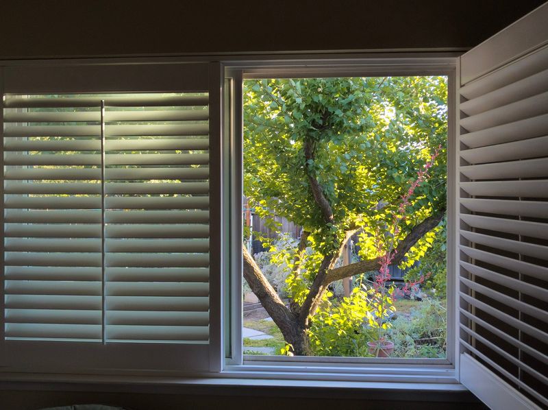 Bret Parker of Stockton used a Google Pixel 6a smartphone to photograph an apricot tree in his backyard through a window at his home.