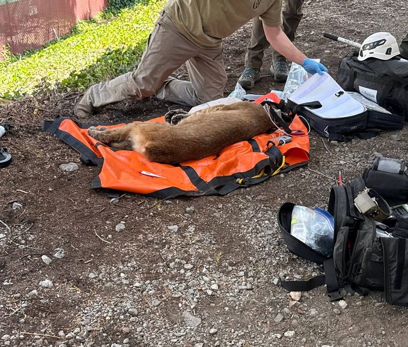 A tranquilized mountain lion captured in Mount Shasta is shown in this image provided by the Siskiyou County Sheriff's Office.