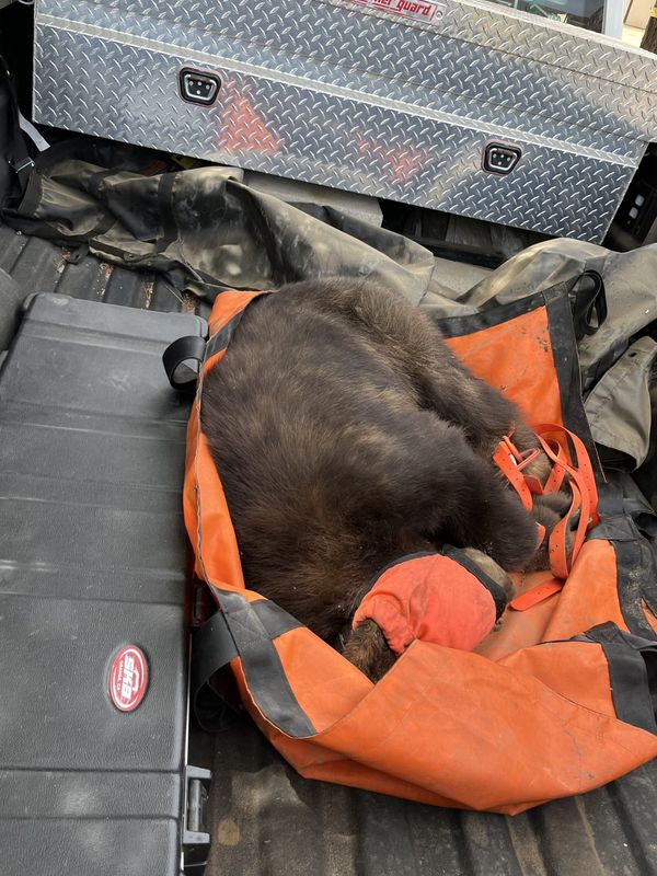 A bear seen in Santa Paula was ultimately tranquilized and relocated June 8, 2026.