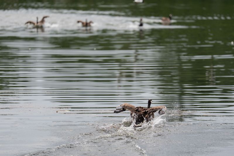 A Canada goose runs across the top of Lake Ella on Tuesday, June 16, 2026.