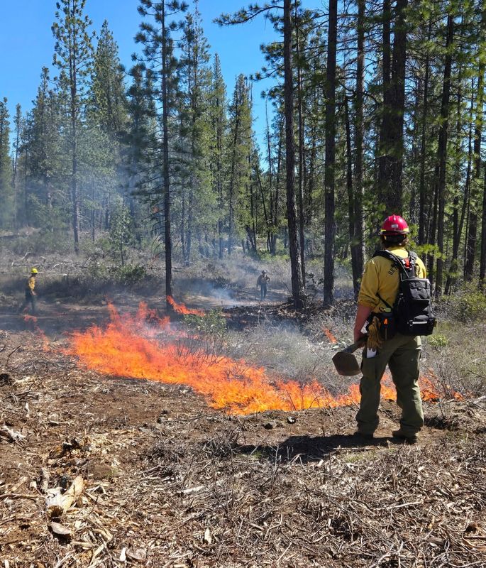 Firefighters conduct controlled burns in the Shasta-Trinity National Forest in Northern California.