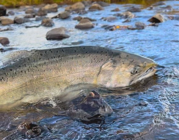A chinook salmon swims in a tributary to the Klamath River near Klamath Falls, Oregon at the beginning of the 2025-2026 water year (October). Salmon are returning the farther upstream after four dams were removed from the river.