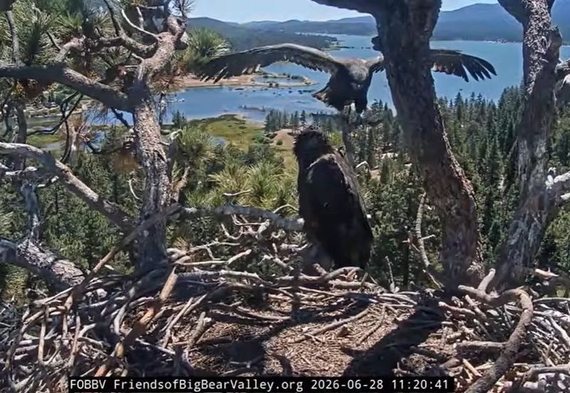 Big Bear bald eaglets Sandy and Luna are pictured in their nest overlooking Big Bear Lake on Sunday, June 28, 2026.