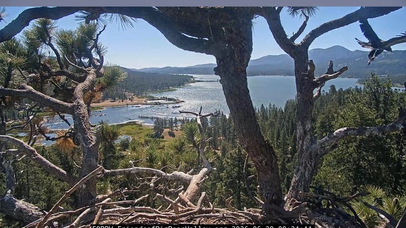 Luna, one of Big Bear Lake's two bald eaglets, took a leap of faith at 9:24 a.m. June 29, and flew to a nearby tree where Shadow was perched. Luna's fledging comes one day after sibling Sandy took an "accidental flight" as she fell from the nest shortly before 11:30 a.m. June 28, 2026. According to Friends of Big Bear Valley, Sandy looked good in her flight, and is likely relaxing from her unexpected adventure.