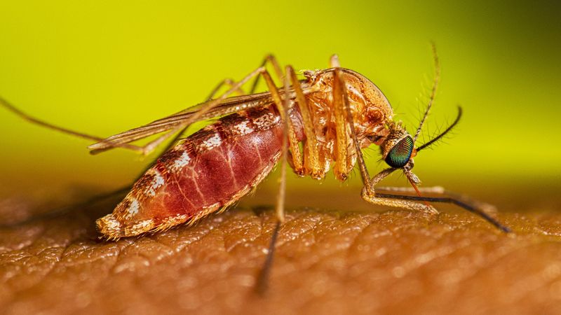 A culex quinquefasciatus mosquito prepares for a blood meal.