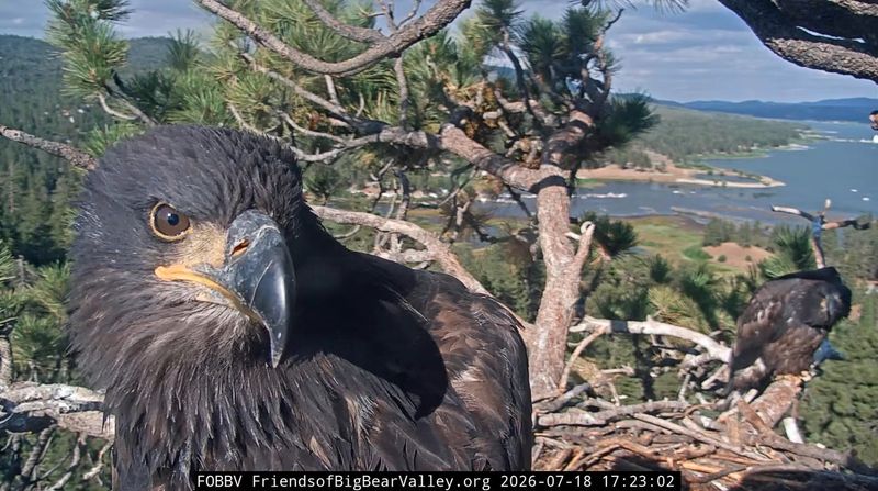 Eagle siblings, Sandy and Luna, sit alone in the family nest near Big Bear Lake, on July 18, 2026, while parents Jackie and Shadow, are away.