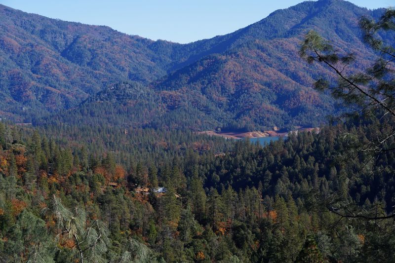 Shasta-Trinity National Forest near the Hirz Bay is shown on Wednesday, Nov. 27, 2024. (Hung T. Vu/Special to the Record Searchlight / USA TODAY NETWORK via Imagn Images)