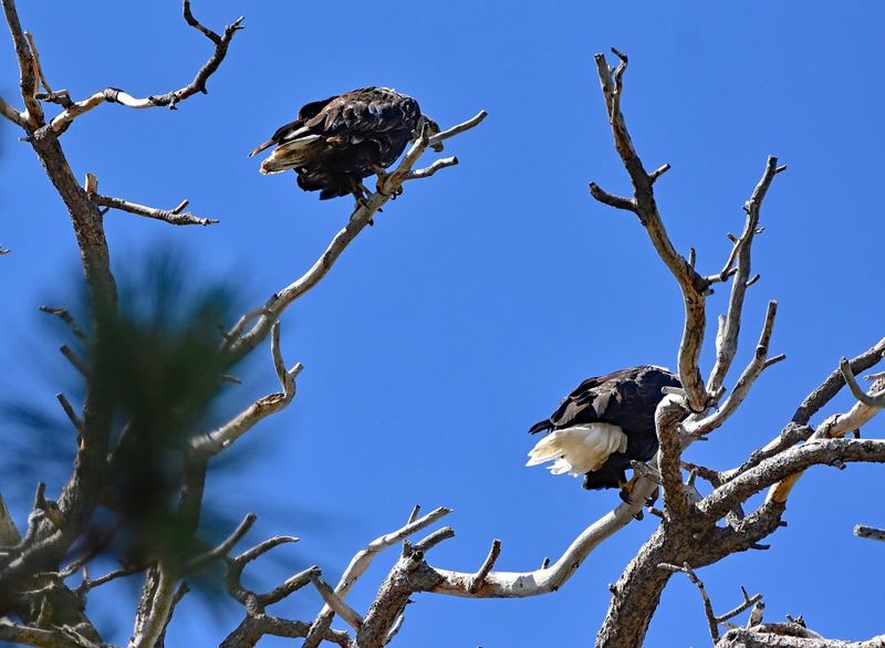 A 2023 photo shows Jackie the bald eagle with a subadult near Big Bear Lake. An eagle expert has shed light on a 2026 confrontation between Jackie and a different subadult eagle in the same area.
