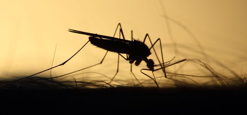 Tulare County residents are encouraged to use safeguards to reduce their risk of contracting West Nile virus through mosquito bites.
