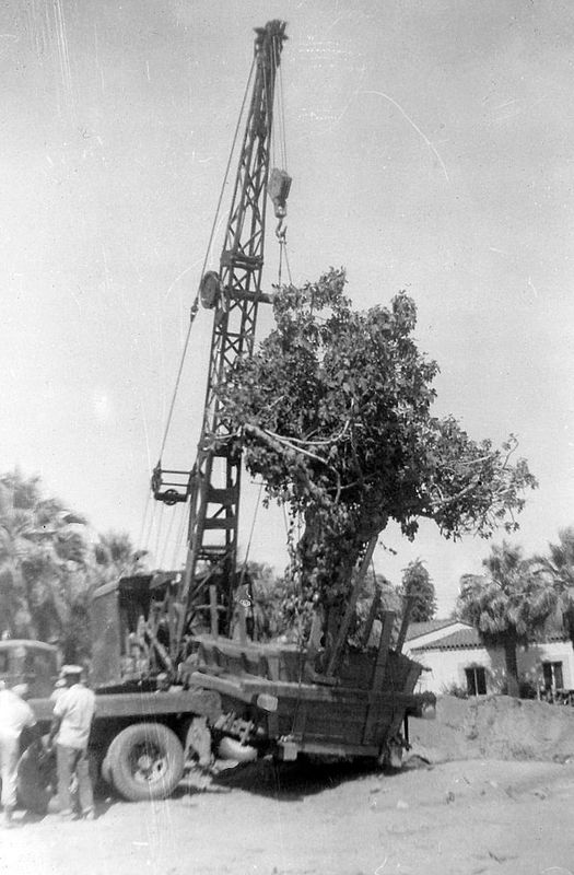 Moving the old fig tree to the Village Green in Palm Springs, Calif.