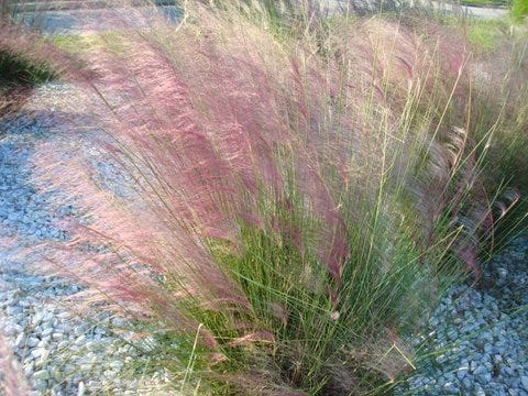 Thinking about planting ornamental grass? Muhly grass, a gorgeous option, tolerates extreme flooding as well as drought.