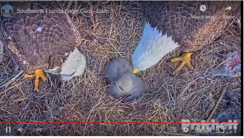 Harriet and M15 feed their new chicks in their rebuilt North Fort Myers nest.