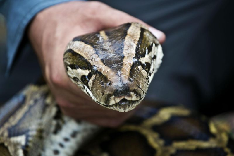 A demonstration on how to handle a Burmese Python during training for the Python Challenge at University of Florida Research and Education Center in Davie on January 12, 2012.