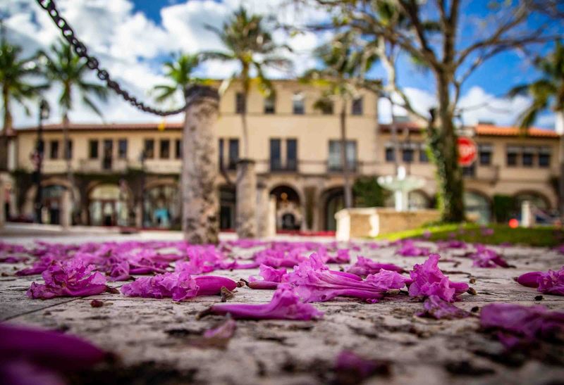 Fallen leaves from a Pink Tabebuia tree fill the walkway near the Hibiscus fountain located at the intersection of Hibiscus Avenue and Worth Avenue fill a walkway February 15, 2023.