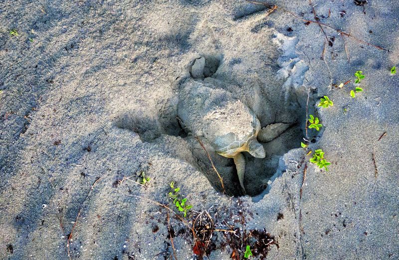 A green sea turtle covers her nest before returning to the ocean just after sunrise at Coral Cove Park on June 13, 2019 in Tequesta.