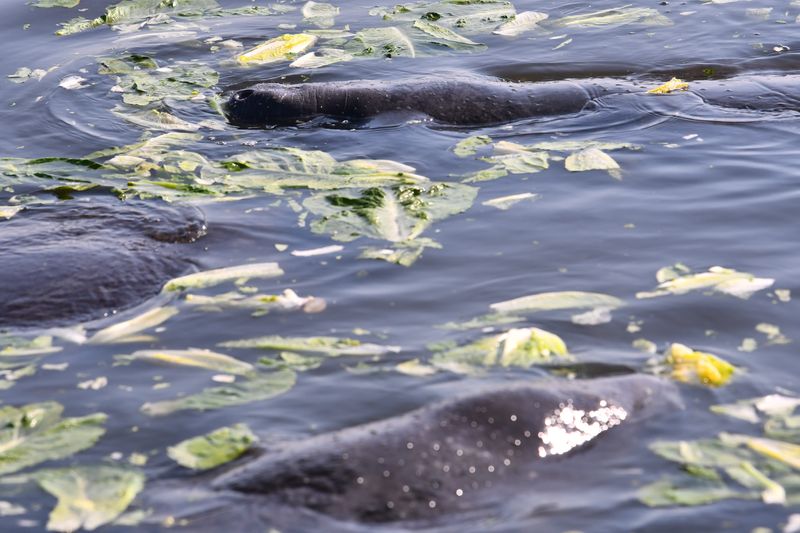 Manatees eat lettuce during the winter of 2023 at Florida Power & Light’s Cape Canaveral Energy Center on U.S. 1 in north Brevard County. Wildlife officials fed manatees by hand that winter to keep the from starving due to lack of seagrass in the Indian River Lagoon.