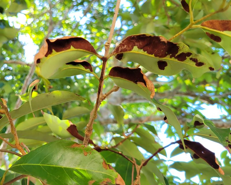 The Lychee Erinose Mite, LEM, is microscopic but can be detected by the symptoms that first appear on the newest leaves, such as those on this lychee tree. Check the new growth for small blisters with silver-white hairs that are visible with a hand lens or eye loupe.
