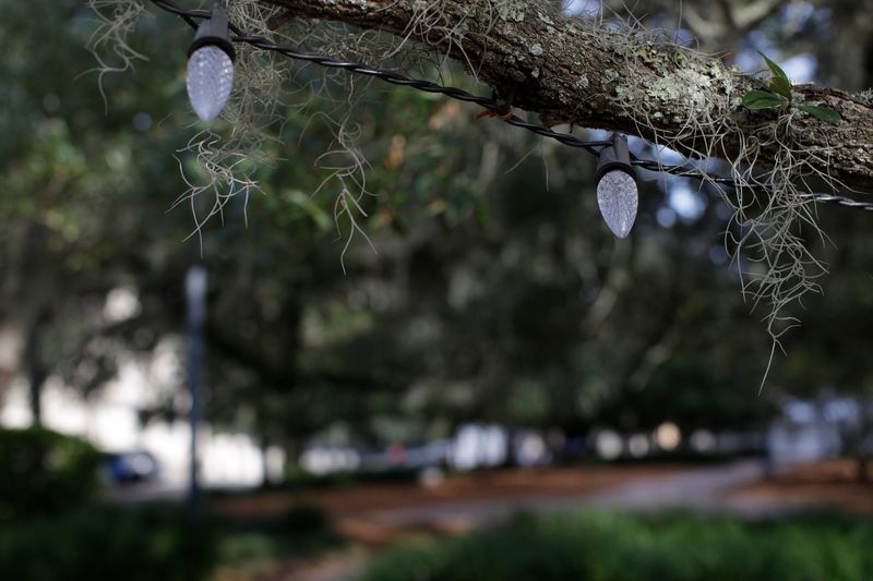 Lights are hung from the tree canopy over the Chain of Parks in downtown Tallahassee as city employees prepare for the Winter Festival that will take place this Saturday.