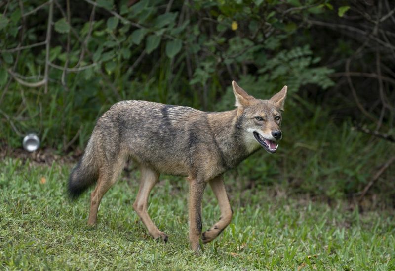 A coyote walks along the grassy shoulder of South Ocean Blvd. near Sloan's Curve on October 12 , 2020 in Palm Beach, Florida.