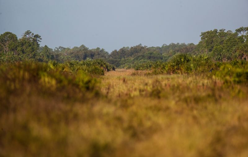 Tall grasses in the Picayune Strand at a site that was to be a street in the failed development before the restoration efforts started.