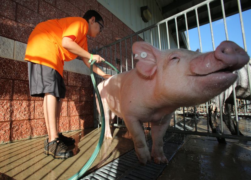Jaydin Good ,12, gives his pig Hydrangea a bath while preparing for the swine competition at the Volusia County Fair & Youth Show in DeLand, Thursday, Nov. 3, 2016. News-Journal/NIGEL COOK