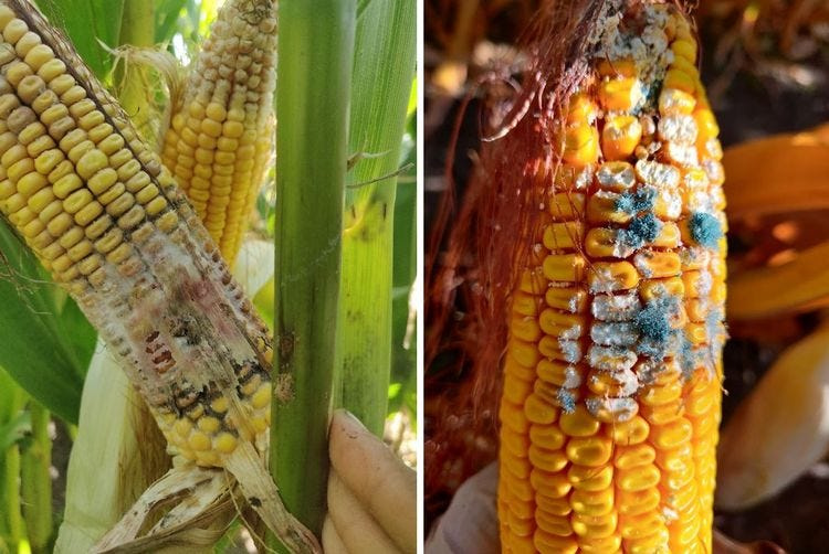 Ear rot damage in corn silage fields (Huron 2020). White and pink molds are caused by Fusarium graminearum and Giberrella zeae (left). Green molds are a result of Penicillium spp. (right).