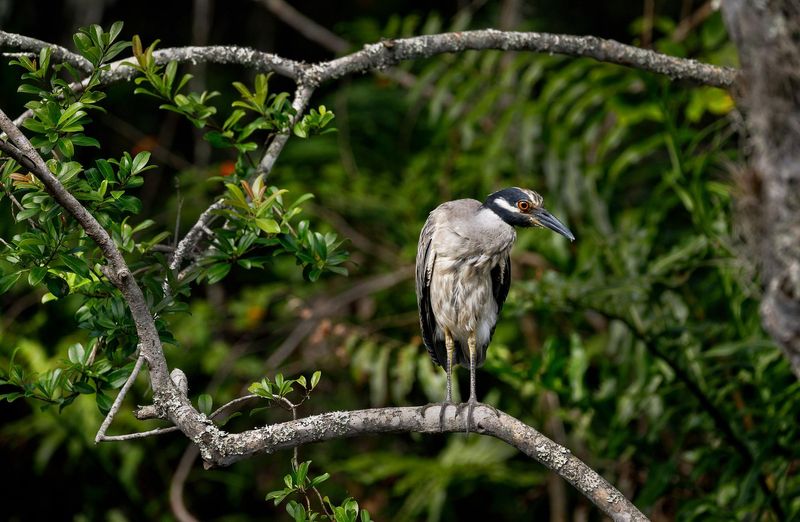 SpringFest 2026 at Jonathan Dickinson State Park will be held Saturday, March 21. There will be guided nature hikes in which you might spot a yellow-crowned Night Heron. There will also be live music, food trucks and more.