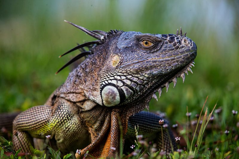 Green iguanas are not native to Florida and are considered an invasive species due to their impacts to native wildlife. Image: A large green iguana gathers up the sun along a pond in North Fort Myers on July 19, 2023.