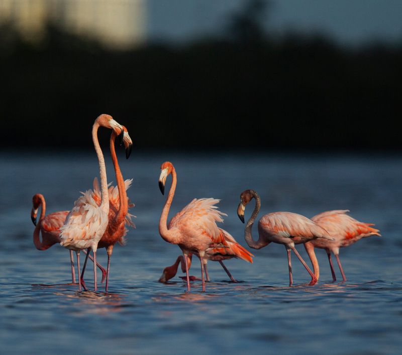A flamboyance of flamingos feed and preen in Estero Bay Preserve State Park on Monday, Sept. 4, 2023. The large pink birds are thought to come from the Yucatan Peninsula or Cuba and were swept up as Hurricane Idalia moved north. People have spotted them throughout Florida along with several other states. The photographer encountered challenging conditions to photograph the birds, including wading through ankle- to shin-deep water, thick shoe-sucking mud and a long hike. The photographer also stresses being prepared with water and understanding the terrain as it pertains to geography and direction to avoid getting stranded or lost. The photographer also stresses research on location of the birds because that can be fluid.