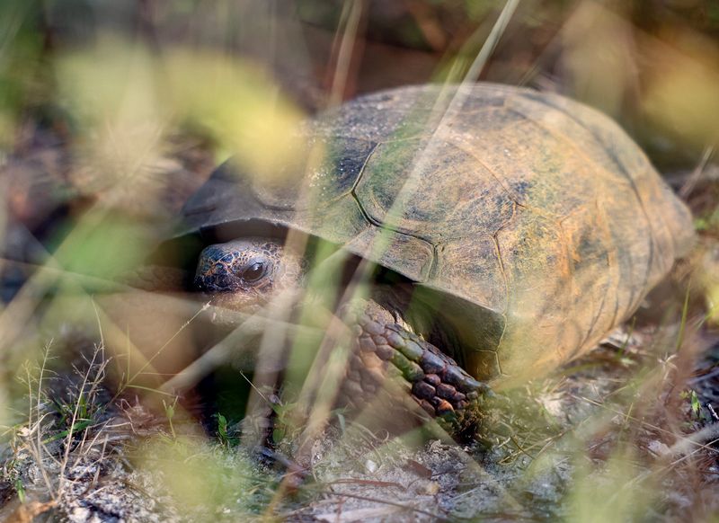 In 1987, the U.S. Fish and Wildlife Service listed the gopher tortoise as threatened under the federal Endangered Species Act in the western part of its range (Louisiana, Mississippi and Alabama). In 2022, the FWS announced that listing the gopher tortoise as a threatened or endangered species under the Endangered Species Act is not warranted for most of its range.